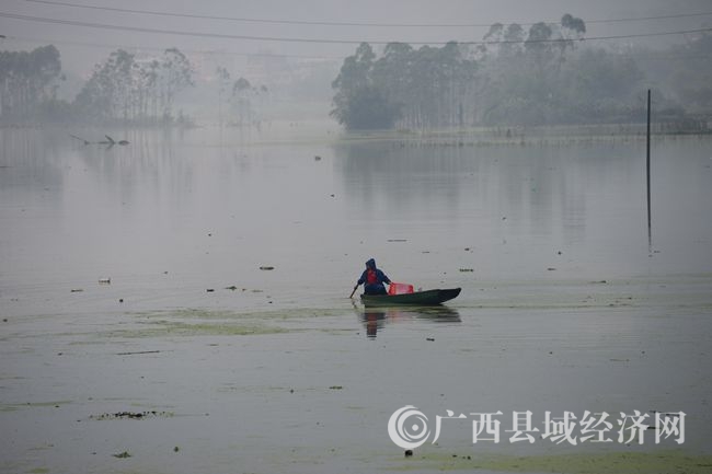 5月9日,在廣西昭平縣昭平鎮(zhèn)附城村,村民在搶收被洪水淹沒的蔬菜