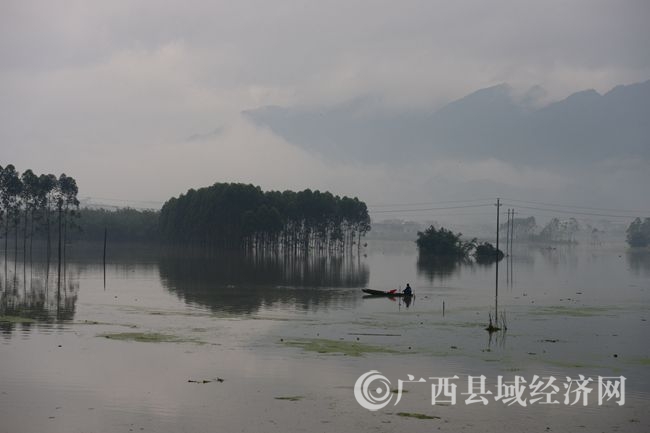 5月9日,在廣西昭平縣昭平鎮(zhèn)附城村,村民在搶收被洪水淹沒的蔬菜