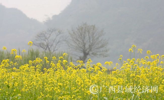 圖4:1月5日,在廣西柳州市融安縣沙子鄉(xiāng)三睦村拍攝的油菜花田。(譚凱興 攝).JPG