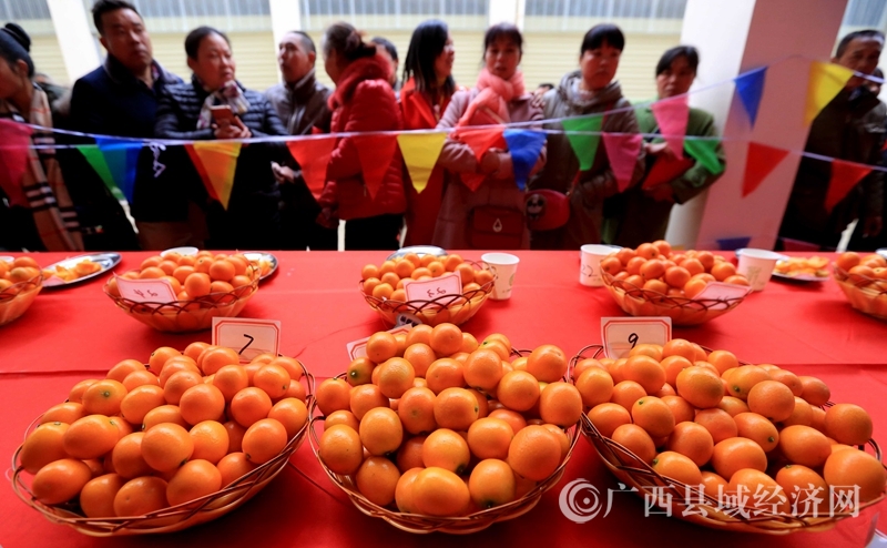 圖14:12月28日。在金桔擂臺(tái)賽現(xiàn)場(chǎng),參賽農(nóng)戶在等待評(píng)比結(jié)果。(譚凱興 攝)