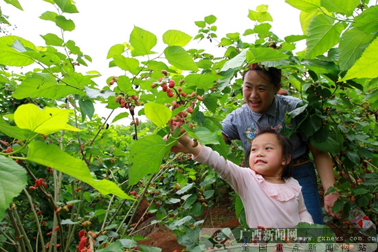 邕寧區(qū):桑葚采摘正當(dāng)時(shí) 產(chǎn)業(yè)旅游助脫貧