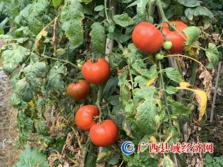 ڰhl(xing)tS ٸ|(zh)Óؚ